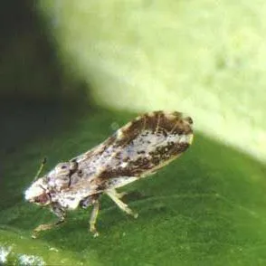 thumbnail for publication: Asian Citrus Psyllid (ACP)